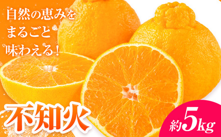 【先行予約】みかん 不知火 5kg 高橋商店　熊本県 苓北町 柑橘 かんきつ 果物 フルーツ しらぬい 送料無料