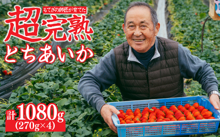 いちご【2月以降発送】朝採れとちあいか レギュラーサイズ 約270g × 4パック 計約1080g |イチゴ いちご