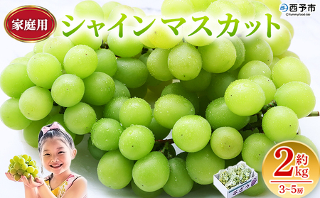 ＜シャインマスカット 家庭用 約2kg＞ 果物 くだもの フルーツ ぶどう 葡萄 ブドウ シャインマスカット しゃいんますかっと 3～5房 2キロ ご家庭用 種なし 甘い 皮ごと 特産品 宇都宮物産 愛媛県 西予市【冷蔵】『2026年9月中旬～10月上旬迄に順次出荷予定』UUB0079