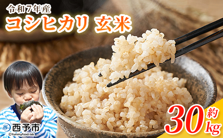 ＜令和7年産 コシヒカリ 玄米 30kg＞ 国産 R7 米 宇和米 げんまい お米 銘柄米 30キロ こしひかり 西予市産 宇和町産 産地直送 愛媛県産 ご飯 JAひがしうわ 東宇和農業協同組合 愛媛県 西予市【常温】『1か月以内に順次出荷予定』UHU0008