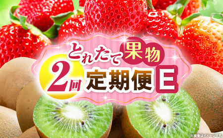 とれたて果物 2回定期便E |果物 フルーツ 果物定期便 フルーツ定期便 定期便 いちご キウイ濃厚 旬の果物 定期 人気 おすすめ 贈答 贈り物 青果物 糖度 香川県 |_mk165-t055