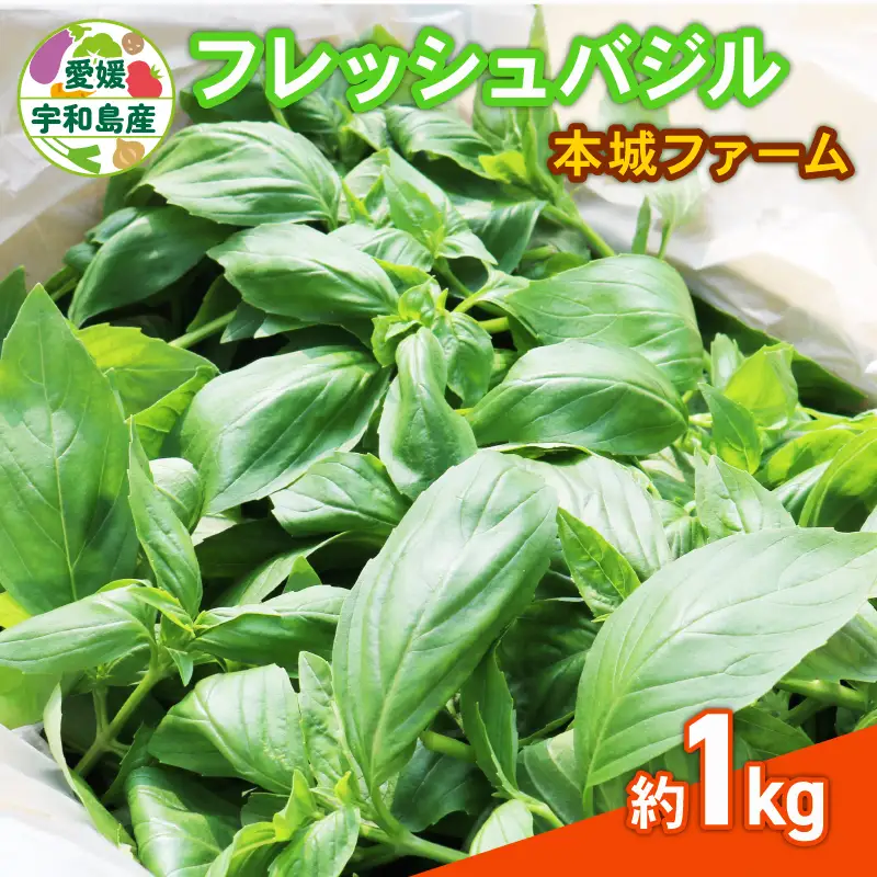フレッシュ バジル 1kg 本城ファーム ハーブ 生バジル ばじる はーぶ 香草 水耕栽培 野菜 やさい 美味しい 新鮮 イタリア料理 イタリアン パスタ ソース ジェノベーゼ マルゲリータ アレンジ いろいろ 農家直送 産地直送 数量限定 国産 愛媛 宇和島 F020-199002