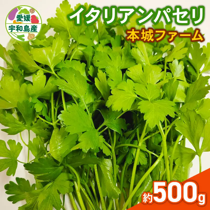 イタリアンパセリ 500g 本城ファーム ハーブ 生パセリ パセリ ぱせり はーぶ 香草 水耕栽培 野菜 やさい 美味しい 新鮮 薬味 スパイス 調味料 パスタ スープ サラダ マリネ ドレッシング アレンジ いろいろ 農家直送 産地直送 数量限定 国産 愛媛 宇和島 F010-199003