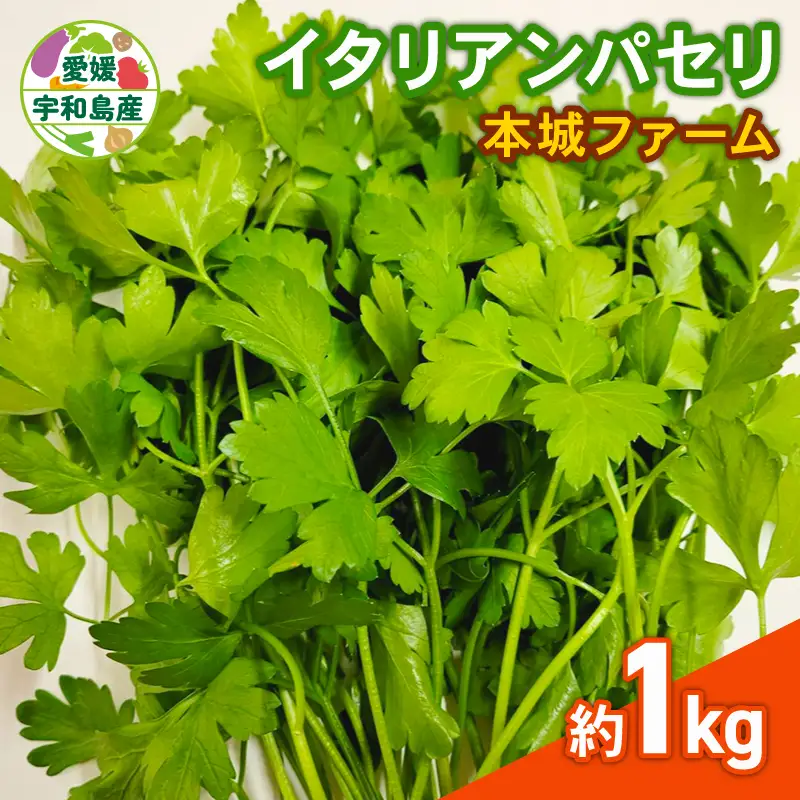 イタリアンパセリ 1kg 本城ファーム ハーブ 生パセリ パセリ ぱせり はーぶ 香草 水耕栽培 野菜 やさい 美味しい 新鮮 薬味 スパイス 調味料 パスタ スープ サラダ マリネ ドレッシング アレンジ いろいろ 農家直送 産地直送 数量限定 国産 愛媛 宇和島 F020-199004