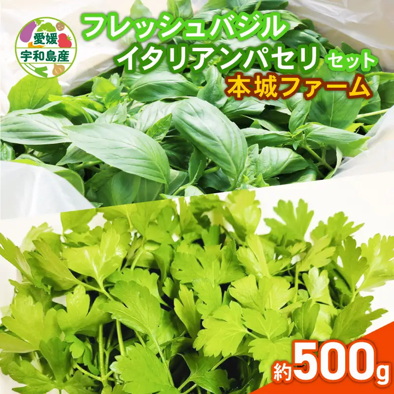 フレッシュ バジル イタリアンパセリ セット 計500g 本城ファーム ハーブ 生バジル 生パセリ パセリ ばじる はーぶ 香草 水耕栽培 野菜 やさい 美味しい 新鮮 イタリア料理 調味料 スパイス 農家直送 産地直送 数量限定 国産 愛媛 宇和島 F010-199005