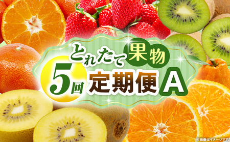 とれたて果物 5回定期便A |果物 フルーツ 果物定期便 フルーツ定期便 定期便 いちご キウイ デコポンみかん 濃厚 旬の果物 定期 人気 おすすめ 贈答 贈り物 青果物 糖度 香川県 |_mk165-t080