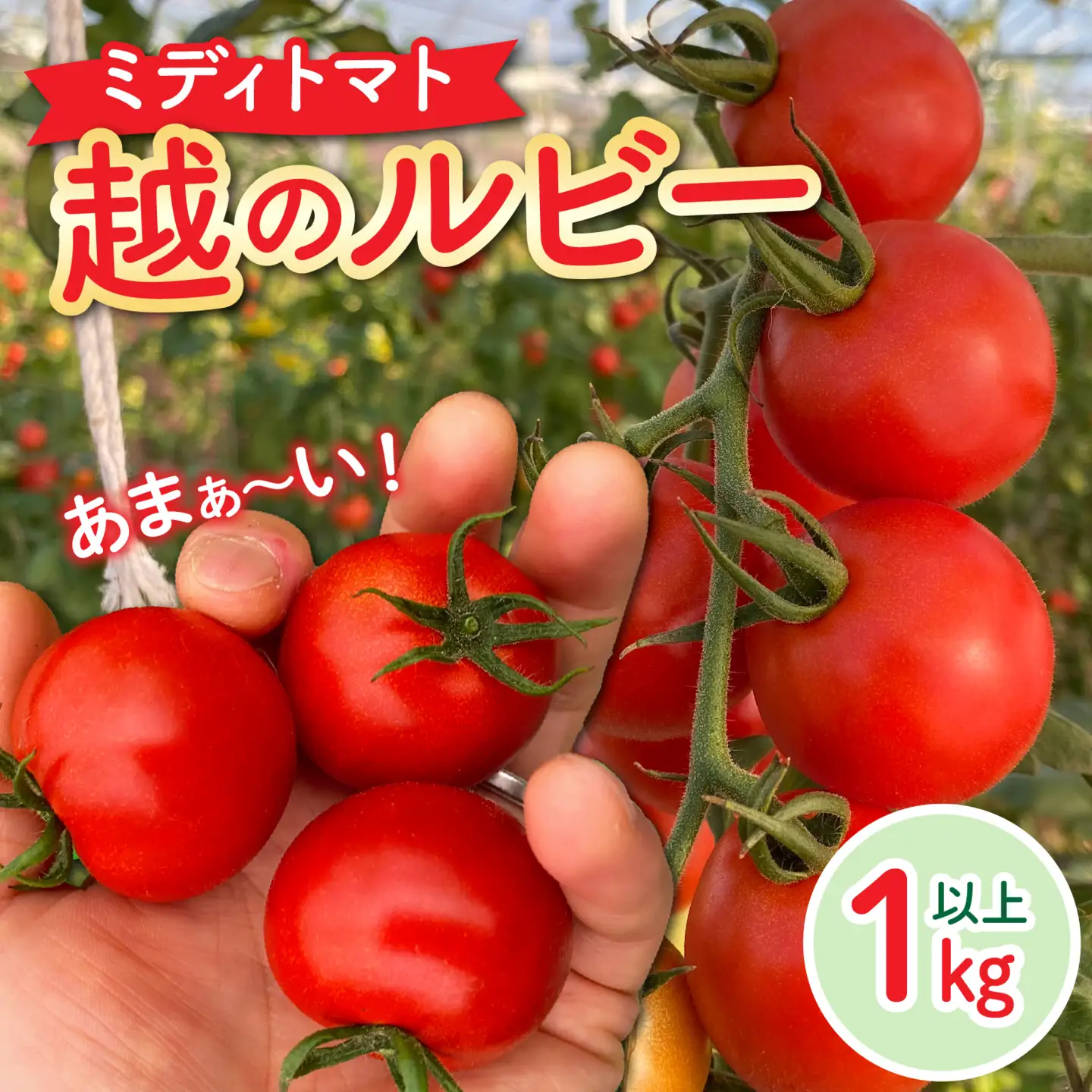 【先行予約】甘くて皮が薄く食べやすい　福井市産ミディトマト『越のルビー』1kg以上【2026年9月中旬より順次発送】[A-180002]/ トマト