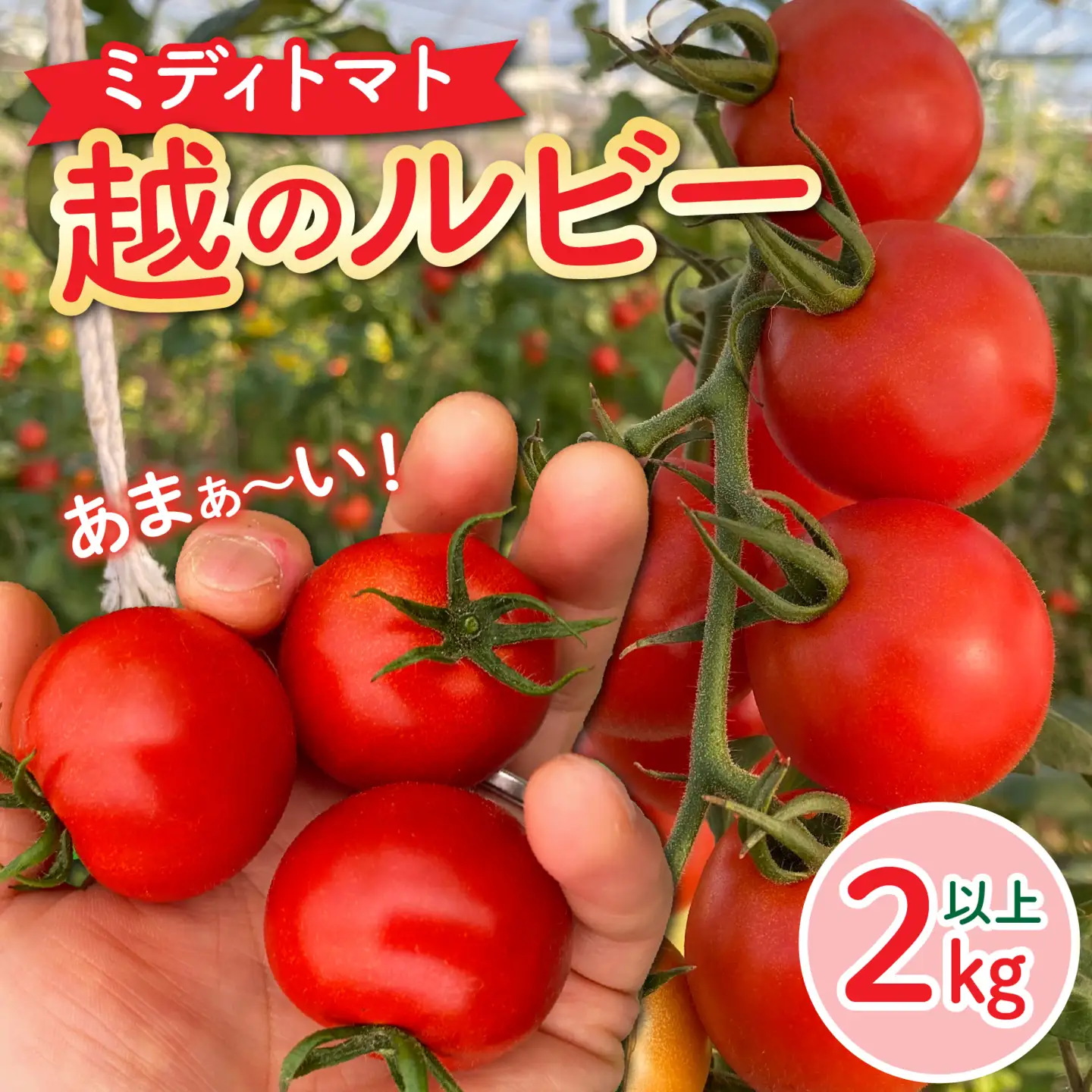 【先行予約】甘くて皮が薄く食べやすい　福井市産ミディトマト『越のルビー』2kg以上【2026年9月中旬より順次発送】[A-180003] / トマト