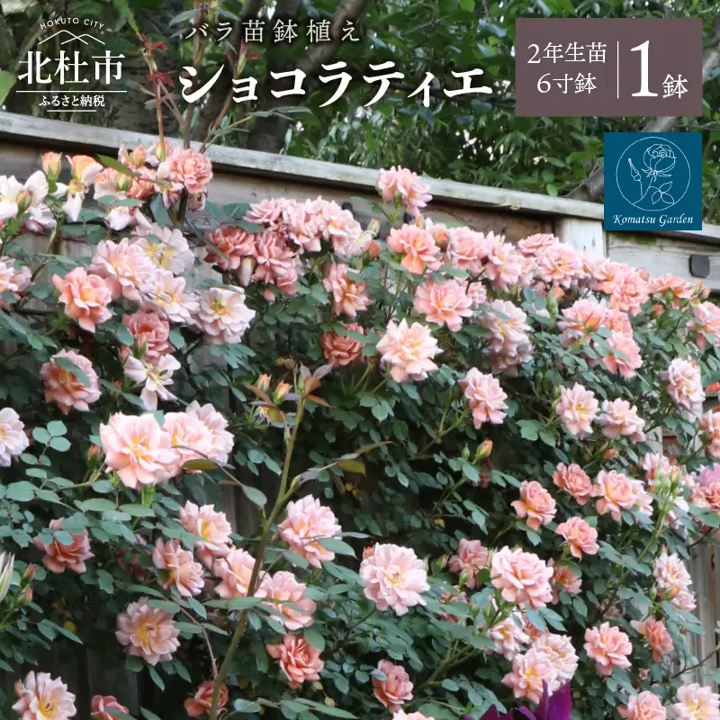 バラ苗鉢植え「ショコラティエ」 [h190]