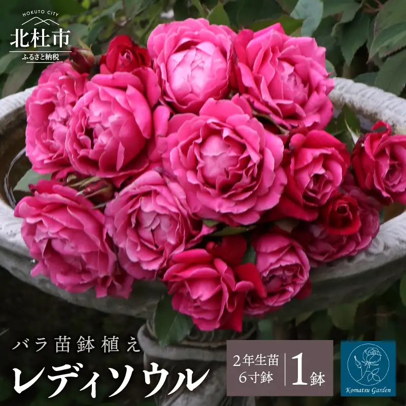 バラ苗鉢植え「レディソウル」 [h190]