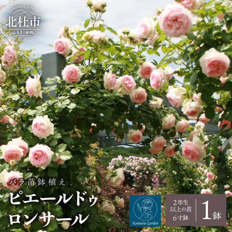 バラ苗鉢植え「ピエールドゥロンサール」 [h190]
