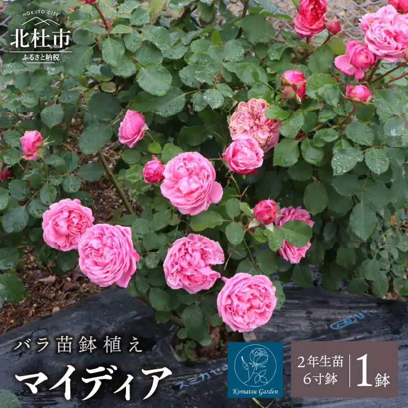 バラ苗鉢植え「マイディア」 [h190]