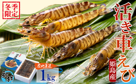 【期間限定】姫島産 活き車えび (養殖) 1kg 常温配送 お歳暮ギフト 熨斗可 【宅配ボックス不可】 国産 海鮮 ギフト 刺身 焼き しゃぶしゃぶ A33