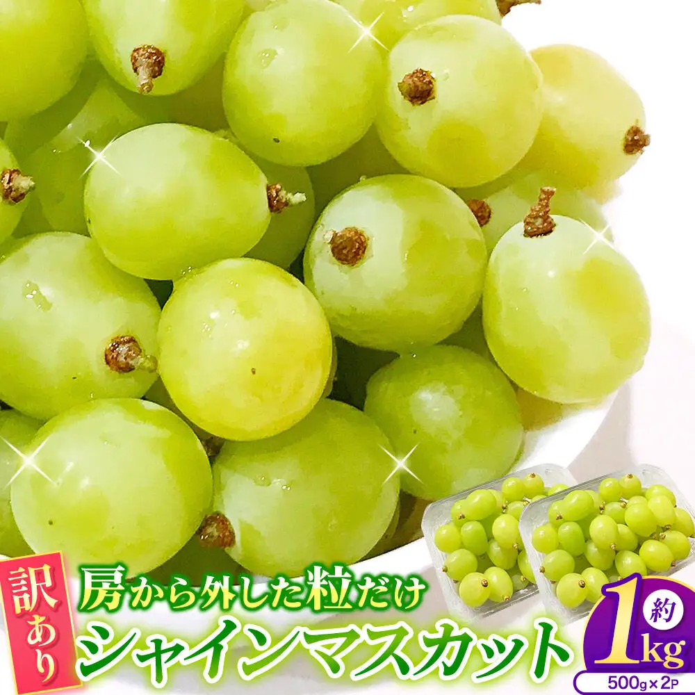 【26年9月～発送】【訳あり】 房から外した粒だけシャインマスカット1kg（500g×2パック） ぶどう フルーツ 果物 ブドウ 葡萄 グレープ くだもの 産地直送