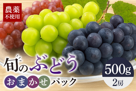 旬のぶどうお任せパック(種あり) 500g A14-016