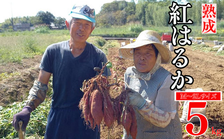 熟成 紅はるか 5kg M～2L さつまいも 愛なんよ