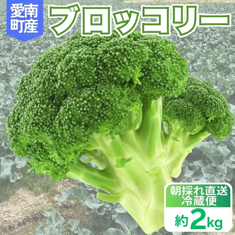 【先行予約】収穫当日発送 ブロッコリー 約2kg 朝どれ ブロッコリー 愛なんよ