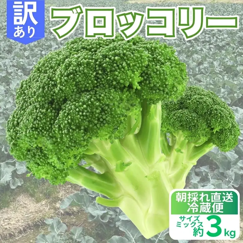 【先行予約】収穫当日発送 ブロッコリー 約3kg 朝どれ 訳あり ブロッコリー 愛なんよ