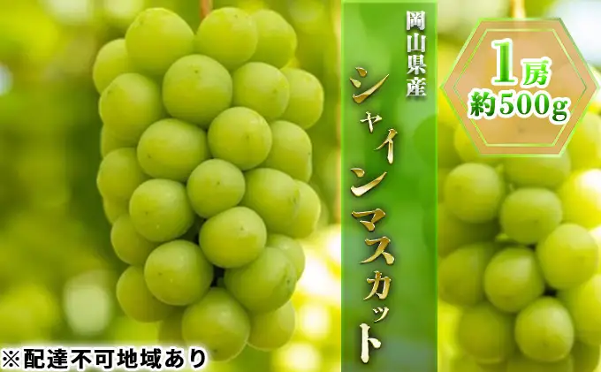 ぶどう 2026年 先行予約 シャイン マスカット 1房 約500g ブドウ 葡萄  岡山県産 国産 フルーツ 果物 ギフト