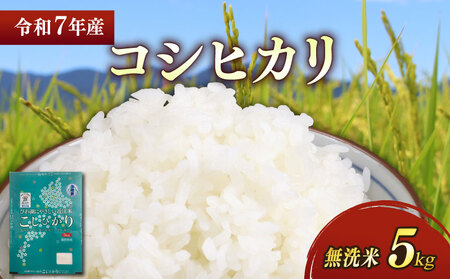 【無洗米】令和7年 彦根産 米 コシヒカリ 5kg