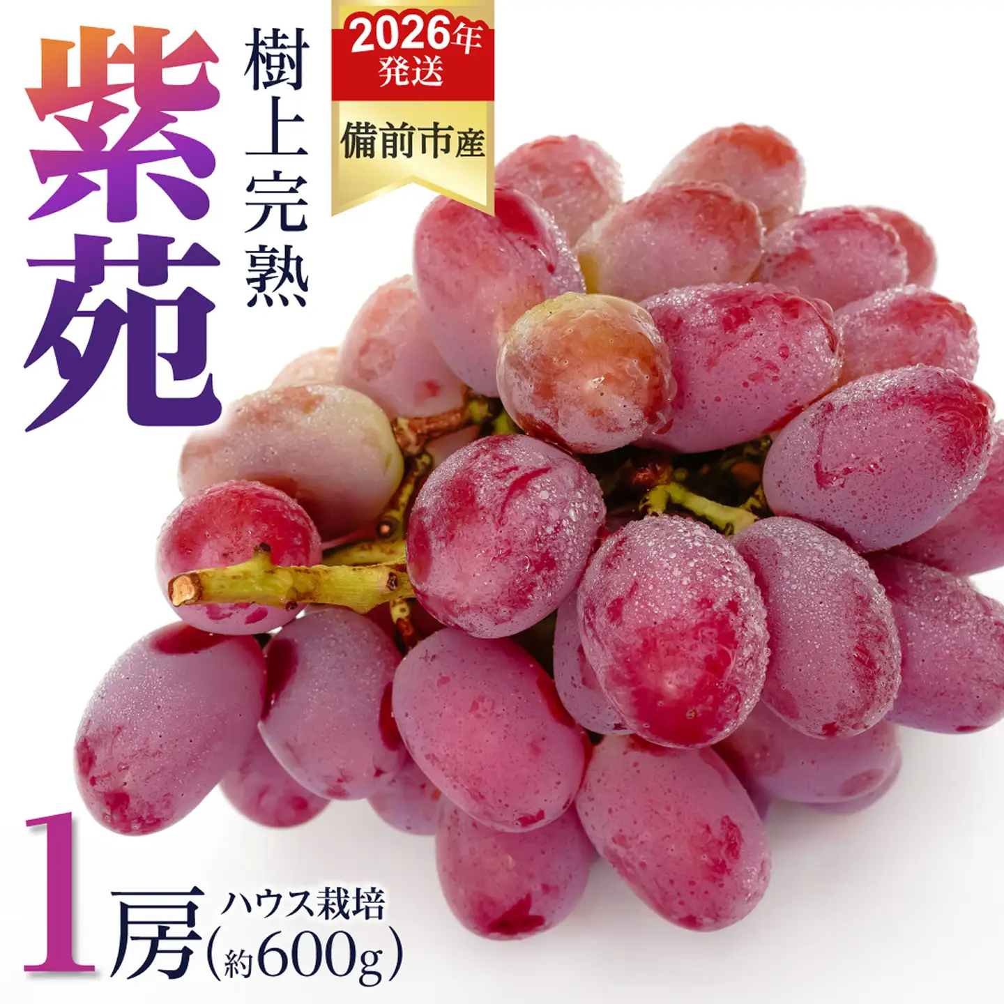 【2026年発送分　先行受付開始！】びぜん葡萄「紫苑」（ハウス栽培）1房入（令和8年10月中旬～11月下旬頃発送）【葡萄 紫苑】