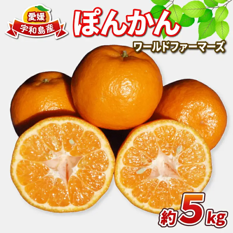 ぽんかん 5kg WF ぽんかん B010-024031
