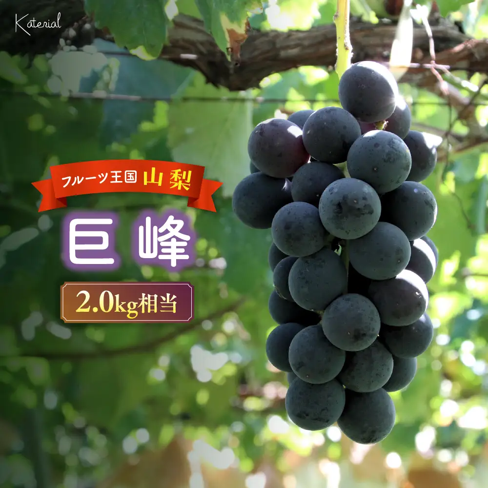 巨峰 2.0kg相当 ぶどう 山梨ぶどう