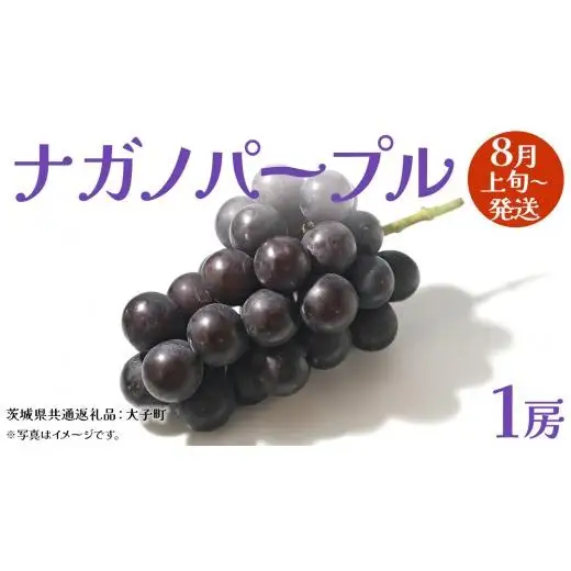 ナガノパープル 1房 【2026年8月上旬発送開始】(茨城県共通返礼品：大子町)