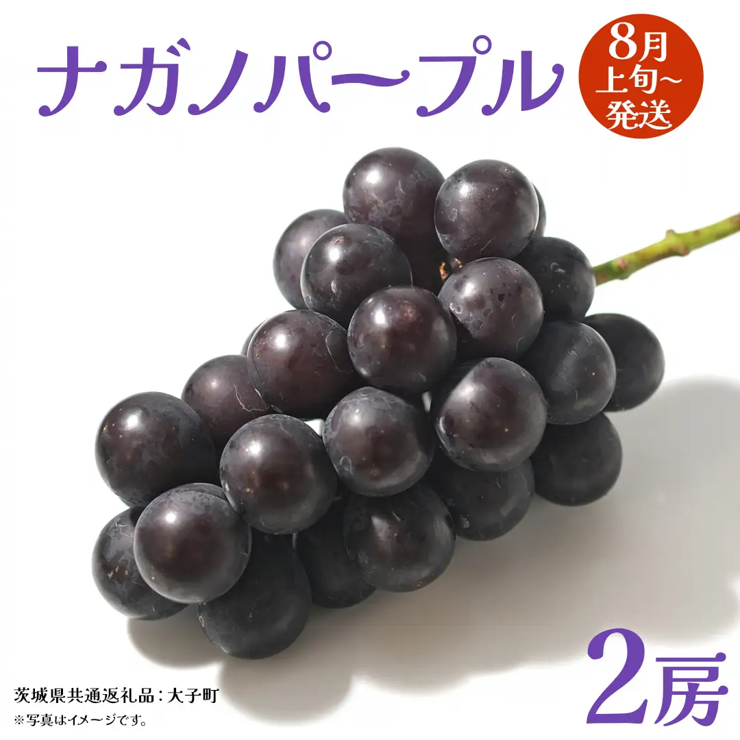 ナガノパープル 2房 【2026年8月上旬発送開始】(茨城県共通返礼品：大子町)