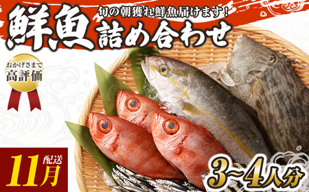 旬の朝獲れ鮮魚詰め合わせ 2026年11月配送※着日指定不可【以布利定置網　漁師直送】朝獲れ 旬 鮮魚 魚介 海鮮 魚 さかな せんぎょ 鮮魚セット 詰め合わせ おまかせ お任せ【S00818-11】