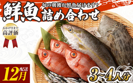 旬の朝獲れ鮮魚詰め合わせ 2026年12月配送※着日指定不可【以布利定置網　漁師直送】朝獲れ 旬 鮮魚 魚介 海鮮 魚 さかな せんぎょ 鮮魚セット 詰め合わせ おまかせ お任せ【S00818-12】