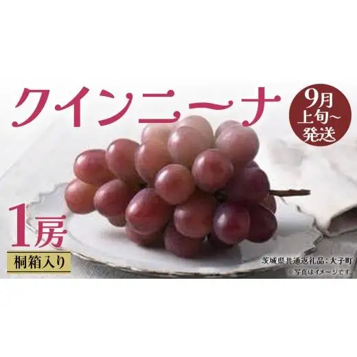 【 桐箱入り 】 クインニーナ１房 【2026年9月上旬発送開始】(茨城県共通返礼品：大子町)