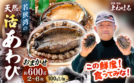 【先行予約】天然 活あわび 計600g  ≪おまかせ≫【2026年11月中旬以降順次発送予定】日本海若狭湾 あわび  [m17-d006_99]