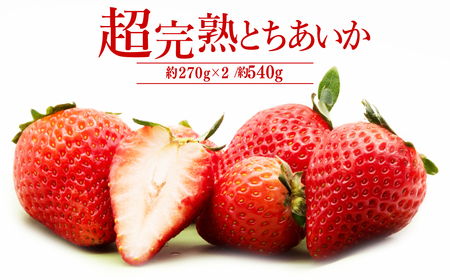 いちご【1月以降発送】朝採れとちあいか レギュラー 約270g×2パック 合計 約540g |イチゴ いちご