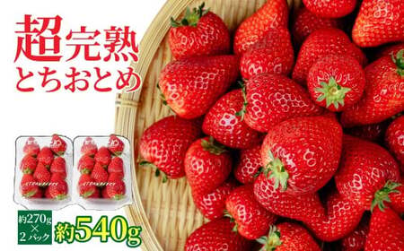 いちご【先行受付】朝採れとちおとめ レギュラーサイズ 約270g × 2パック 合計 約540g |イチゴ いちご