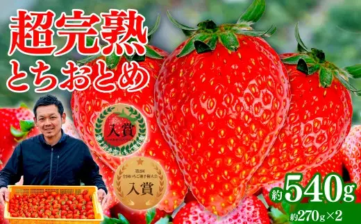 いちご【1月発送】とちおとめ レギュラーサイズ  計 約540g |イチゴ 栃木県 茂木町
