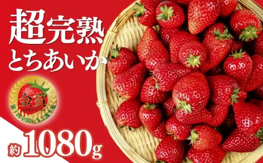 いちご【2月以降発送】朝採れとちあいか レギュラーサイズ 約270g × 4パック 合計 約1080g |イチゴ いちご