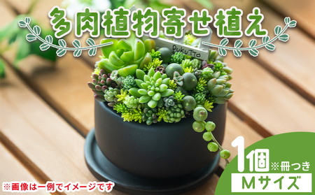 自家生産 多肉植物の寄せ植え Mサイズ 多肉植物 pk-0005