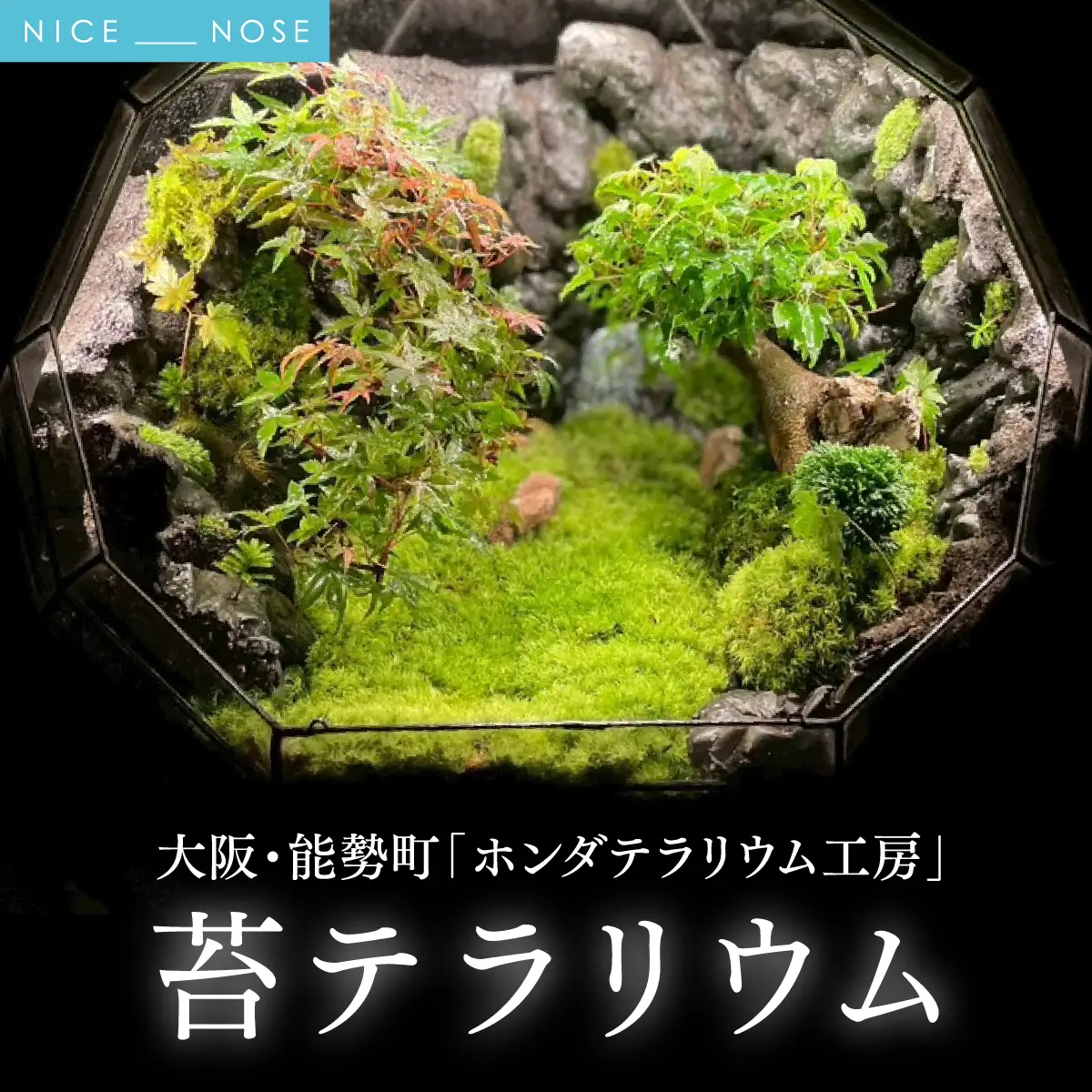 苔テラリウム | ホンダテラリウム工房 | 62面体 インテリア 和モダン 観葉植物 盆 一点もの アート作品 ハンドメイド 手作り LEDライト付き ガラス容器 癒し リラクゼーション ミニチュア ジオラマ おしゃれ ギフト | 大阪府 能勢町 送料無料