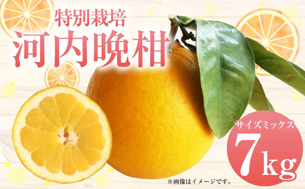 【先行受付】特別栽培河内晩柑 7kg サイズミックス 特別栽培 河内晩柑 柑橘 晩柑 ばんかん バンカン フルーツ 果物 果実 九州産 熊本県産【2027年4月上旬～7月上旬発送開始】