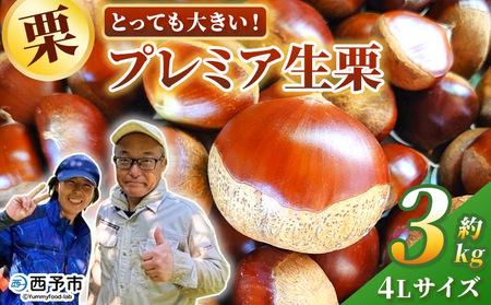 ＜とっても大きい！プレミア生栗 4Lサイズ（約3kg）＞甘い 栗 マロン 和栗 栗ごはん モンブラン 栗きんとん 甘露煮 スイーツ ケーキ 洋菓子 和菓子 お菓子 秋 味覚 産地直送 城川ファクトリー 愛媛県 西予市【冷蔵】『2026年9月中旬～10月上旬に順次発送予定』SSF0042