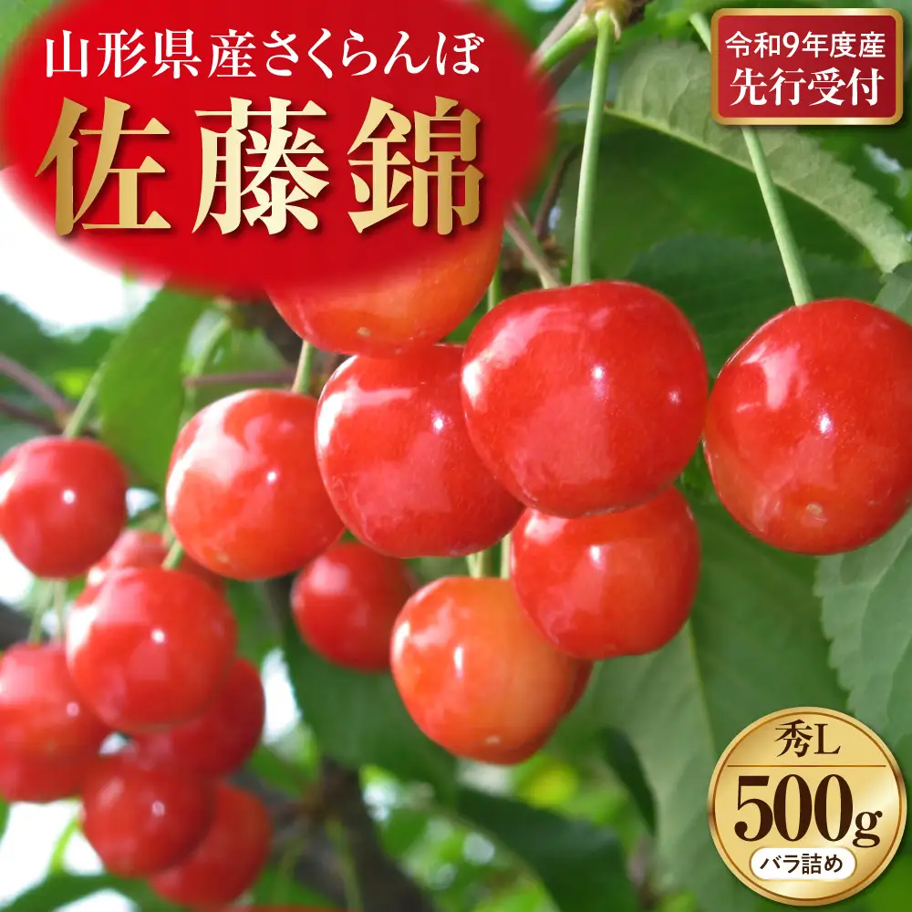 さくらんぼ 佐藤錦 500g 秀品 先行予約 令和9年産 さくらんぼ