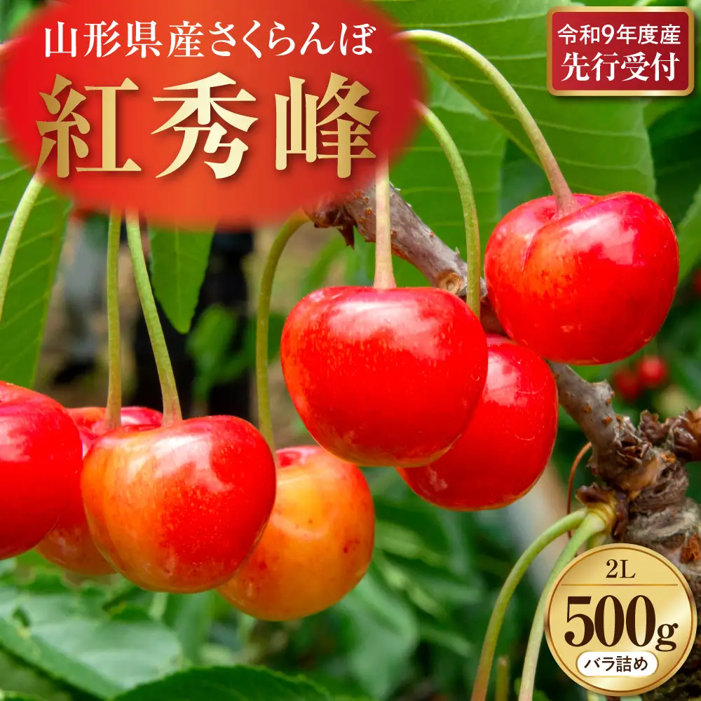 さくらんぼ 紅秀峰 秀以上 2L 500g 令和9年産 さくらんぼ