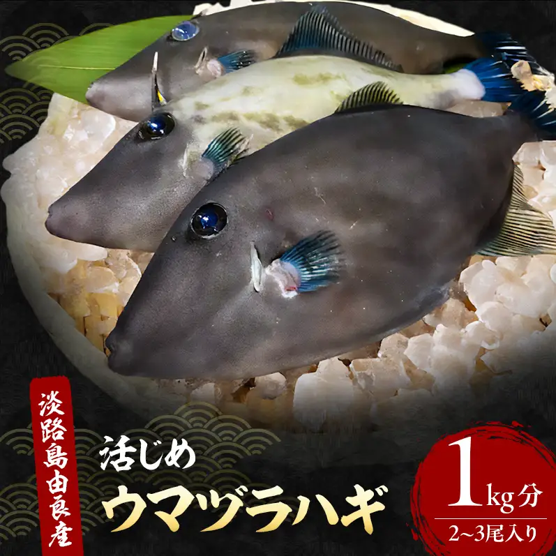 ウマヅラハギ 淡路島産 天然 1kg 薄づくり ウマヅラハギ