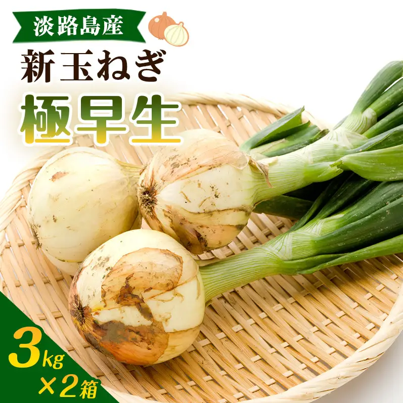 新玉ねぎ 極早生 6kg 2箱 うしろ農園 新玉ねぎ