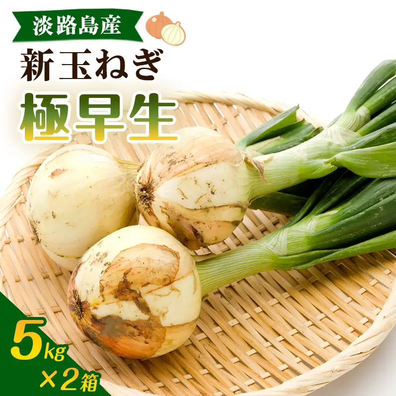 新玉ねぎ 極早生 5kg 2箱 うしろ農園 新玉ねぎ