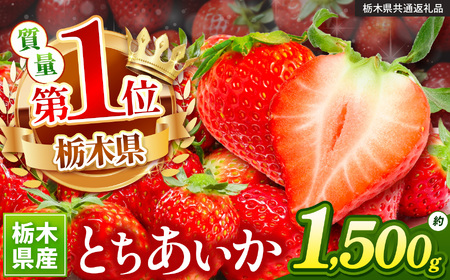 苺 いちご サイズおまかせ とちあいか 約1500g【栃木県共通返礼品】TT 栃木県 下野市