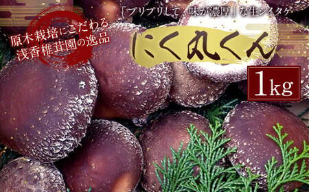 特選原木栽培生しいたけ 「にく丸くん」大サイズ 1kg 【2026年10月下旬～2027年2月上旬発送予定】椎茸 シイタケ しいたけ 生しいたけ 生椎茸 きのこ キノコ 肉厚 原木栽培