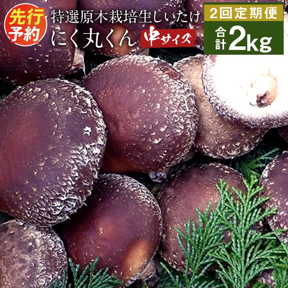 【定期2回】特選原木栽培生しいたけ 「にく丸くん 中サイズ」 1.0kg 【2026年11月・2027年1月発送】生椎茸 椎茸 きのこ キノコ 茸 野菜 肉厚 お取り寄せ