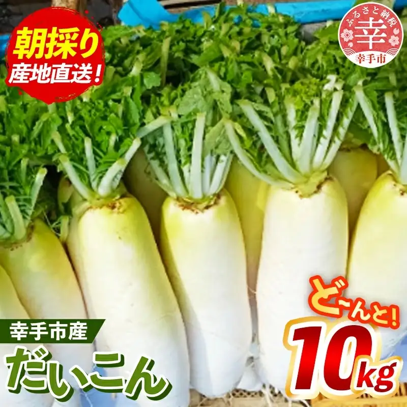 【きあり農園】2026年度 幸手市産 大根 10kg - 朝採れ ダイコン だいこん 産地直送 野菜 ベジタブル 美味しい おいしい 煮物 鍋 おでん おすすめ 送料無料 埼玉県 幸手市